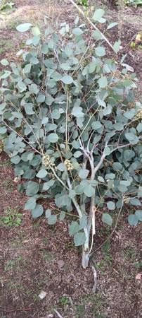 Ecological Farming and Gardening Services (Highland Park)