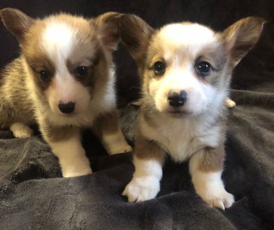 Corgi (Acton)