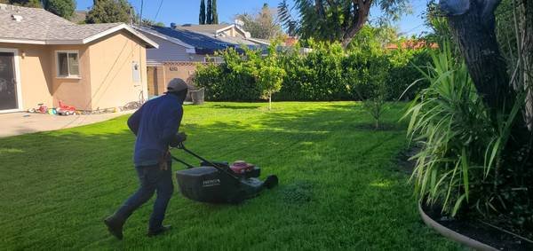 Tree Trimming Shaping and Pruning Gardener (Canoga Park)