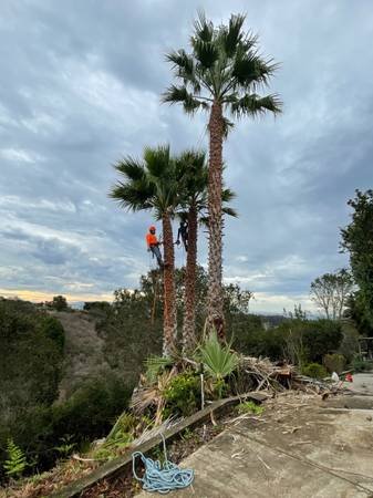 Tree Service/Landscaping /Tractor Work/Handyman Services. (Torrance, Santa Monica, Long Beach, San Fernando, Los Angeles)