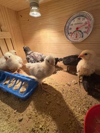 Pollitos/Baby Chicks (Downey)