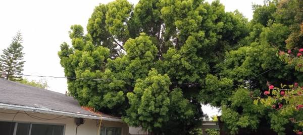 Tree Trimming $199, Palm Tree Trimming $99 (Text Pic for Estimate)