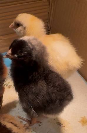 Baby Chicks (Downey)