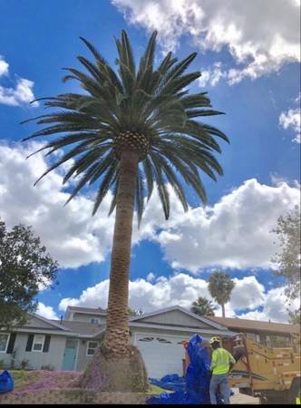MIKE GALLO GARDENING AND TREE SERVICE (All San Fernando Valley)