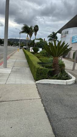 Gardener $80 Monthly (Special price for business) (West Covina)