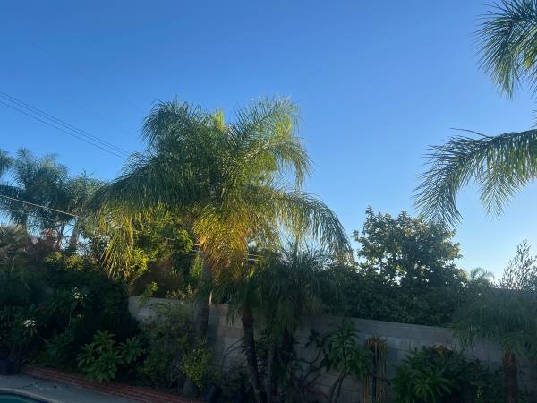 Brush Clearance, Vegetation Removal, Junk &amp; Cardboard Removal