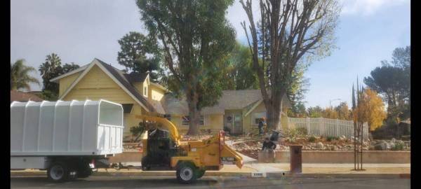 Tree Trimming Stump Grinding Palm Tree Trimming Gardener (West Hills)