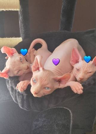 Sphynx Kittens