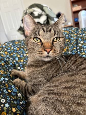 Cat Boarding Services (Long Beach)