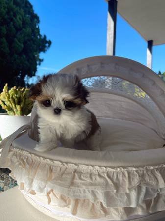 AKC Shih Tzu Puppy Adoption (Redondo Beach)
