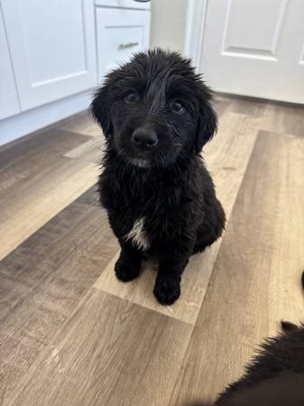 Golden Retriever Puppy