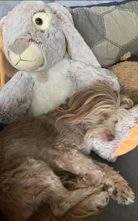 Private Pet Boarding