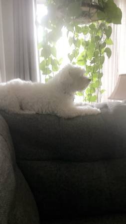 Pet Sitter (Plus Long Term Boarding) (South Pasadena)