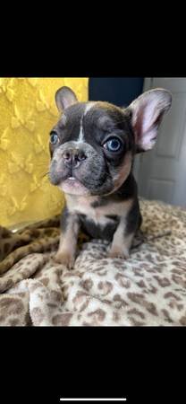 French Bulldog Puppies (Norwalk)