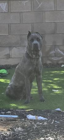 ICCF Registered Cane Corso Stud