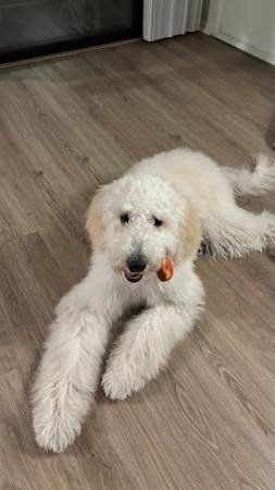 Golden Doodle 8 Months Old Puppy M Size - Loving, Trained and Vaccinated (Culver City)