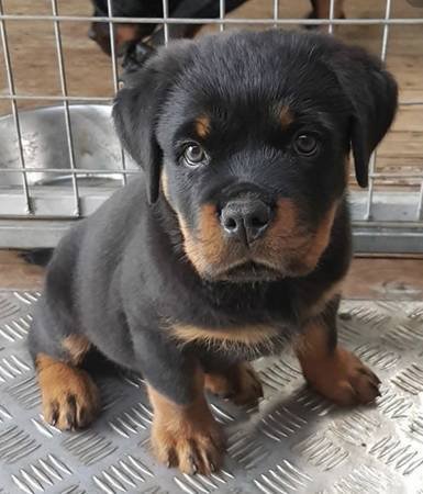 Rottweiler Puppy (Torrance)