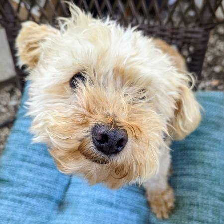 $38.00 per Walk Dog Walking in West LA - Your Pet's New Bestie (Culver City / Mar Vista / Venice)