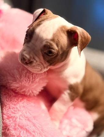 American Bully Puppies AKC (Sylmar)