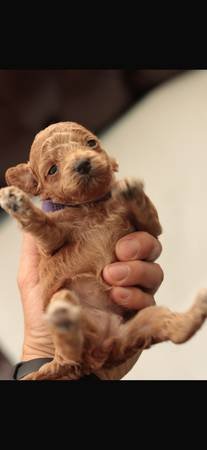 Red Toy Poodle