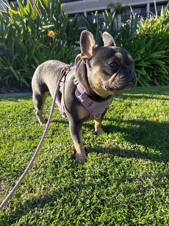 Loving Dog Owner and Walker (Sherman Oaks)