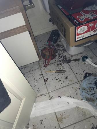 Rodent Solution (Los Angeles, CA)