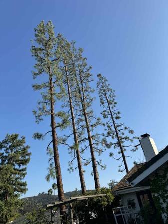 Affordable Tree Service