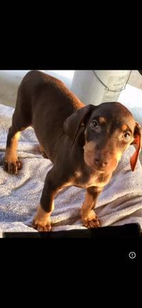 Re: Doberman