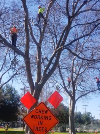Tree Trimmer/ Climber- West Coast Arborists, Inc. (Southeast Los Angeles)