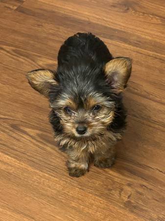 Female Yorkshire Terrier (Los Angeles)